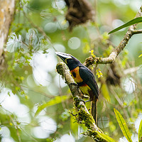 Buy canvas prints of Collared Aracari  by Chris Rabe