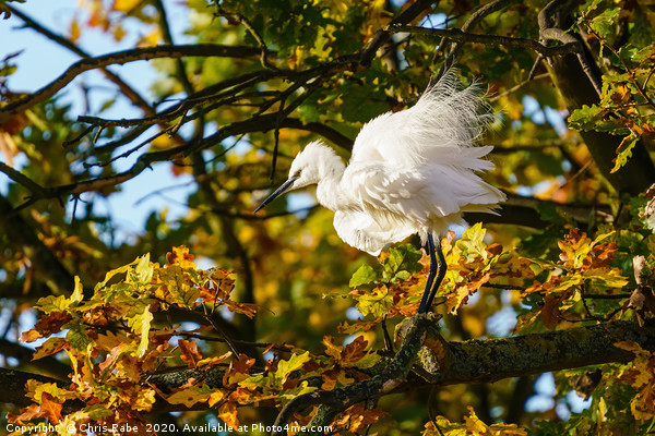 Ruffled Little Egret Picture Board by Chris Rabe