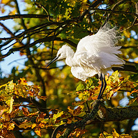Buy canvas prints of Ruffled Little Egret by Chris Rabe