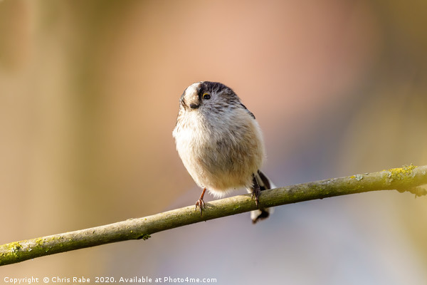 Long-tailed tit Picture Board by Chris Rabe
