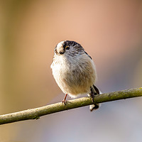 Buy canvas prints of Long-tailed tit by Chris Rabe