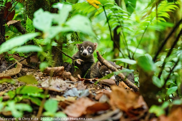 Pair of Baby Ring-Tailed Coati Picture Board by Chris Rabe