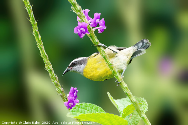 Bananaquit  Picture Board by Chris Rabe