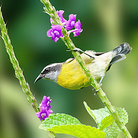 Buy canvas prints of Bananaquit  by Chris Rabe