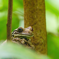 Buy canvas prints of Veined Tree Frog  by Chris Rabe