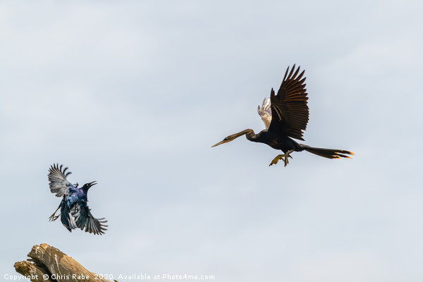 Grackle vs Anhinga Picture Board by Chris Rabe