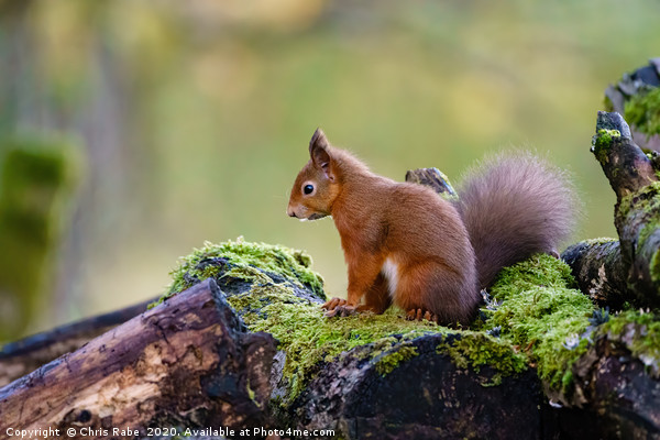 red squirrel Picture Board by Chris Rabe