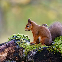 Buy canvas prints of red squirrel by Chris Rabe