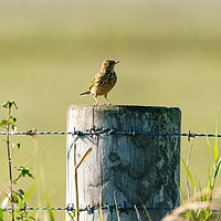 Buy canvas prints of Tree Pipit  by Chris Rabe