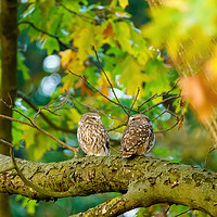 Buy canvas prints of Pair of Little Owl by Chris Rabe