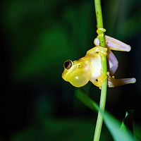 Buy canvas prints of Small-headed tree frog by Chris Rabe