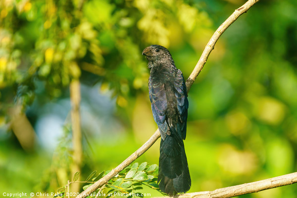 Smooth-billed Ani  Picture Board by Chris Rabe