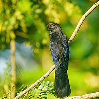 Buy canvas prints of Smooth-billed Ani  by Chris Rabe