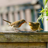 Buy canvas prints of Feeding time by Chris Rabe