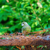 Buy canvas prints of Greenfinch on some rusty metal  by Chris Rabe