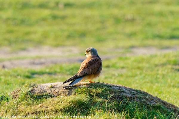 Common Kestrel male standing on grassy mound Picture Board by Chris Rabe