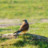 Buy canvas prints of Common Kestrel male standing on grassy mound by Chris Rabe