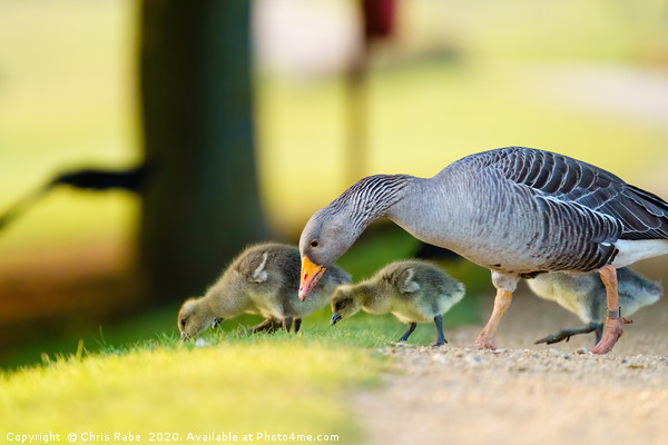 Greylag Goose family feeding Picture Board by Chris Rabe