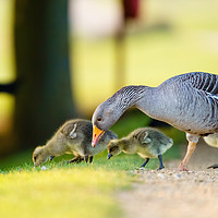 Buy canvas prints of Greylag Goose family feeding by Chris Rabe
