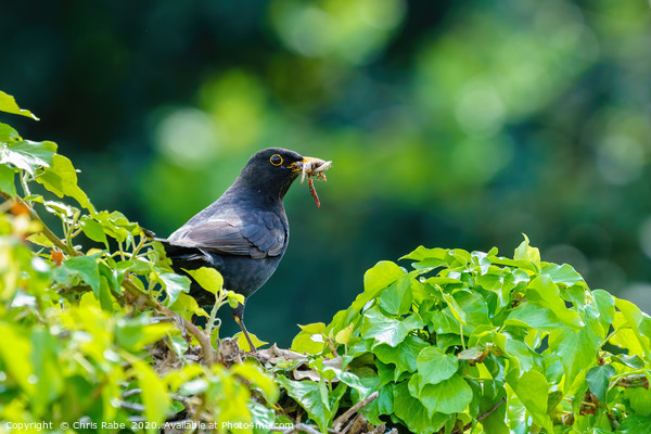 Blackbird on ivy hedge Picture Board by Chris Rabe