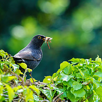 Buy canvas prints of Blackbird on ivy hedge by Chris Rabe