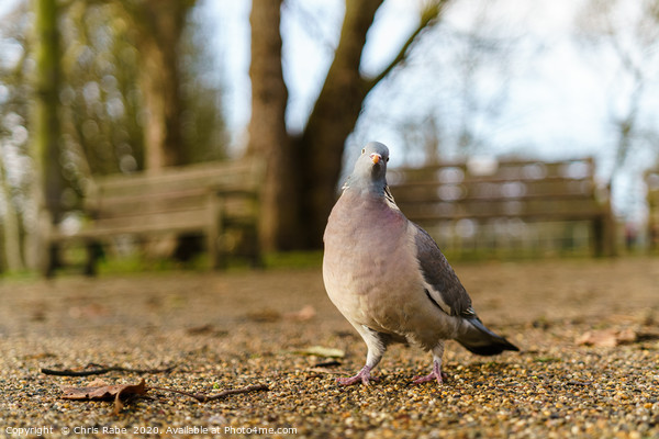 Common Wood Pigeon Picture Board by Chris Rabe