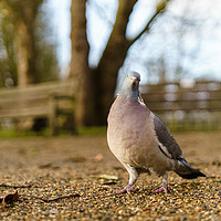 Buy canvas prints of Common Wood Pigeon by Chris Rabe