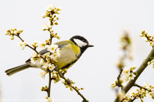 Great Tit in spring Picture Board by Chris Rabe