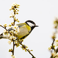 Buy canvas prints of Great Tit in spring by Chris Rabe
