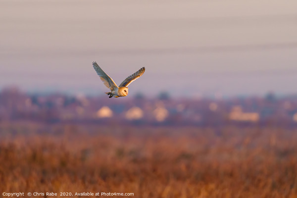 Barn owl in flight taken Picture Board by Chris Rabe
