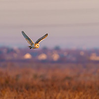 Buy canvas prints of Barn owl in flight taken by Chris Rabe