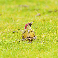 Buy canvas prints of Green Woodpecker by Chris Rabe