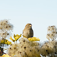 Buy canvas prints of House sparrow  by Chris Rabe
