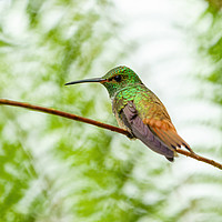 Buy canvas prints of Rufous-Tailed Hummingbird by Chris Rabe
