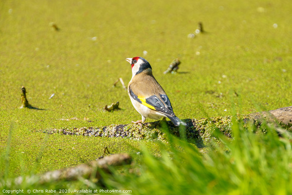 European Goldfinch Picture Board by Chris Rabe