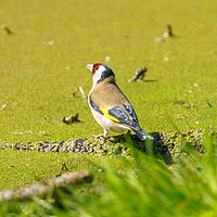 Buy canvas prints of European Goldfinch by Chris Rabe