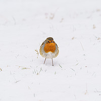 Buy canvas prints of European Robin in snow by Chris Rabe