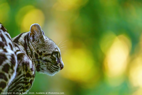 Female Margay  early morning in forest Picture Board by Chris Rabe
