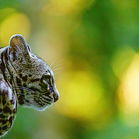 Buy canvas prints of Female Margay  early morning in forest by Chris Rabe