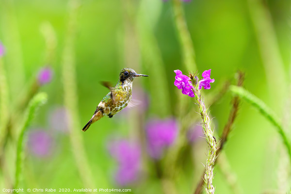 Black-crested Coquette  Picture Board by Chris Rabe