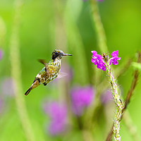 Buy canvas prints of Black-crested Coquette  by Chris Rabe