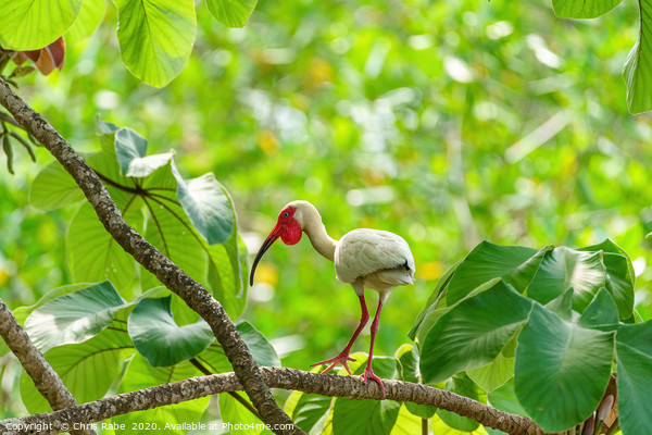 American White Ibis Picture Board by Chris Rabe