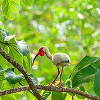 Buy canvas prints of American White Ibis by Chris Rabe