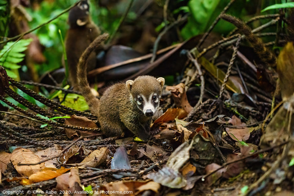 Baby Ring-Tailed Coati Picture Board by Chris Rabe