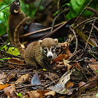 Buy canvas prints of Baby Ring-Tailed Coati by Chris Rabe