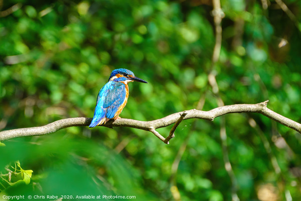 Common Kingfisher  Picture Board by Chris Rabe