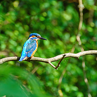 Buy canvas prints of Common Kingfisher  by Chris Rabe