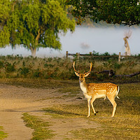 Buy canvas prints of Male Fallow Deer in early morning light by Chris Rabe