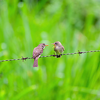 Buy canvas prints of Ochraceous Pewee juvenile being fed by Chris Rabe