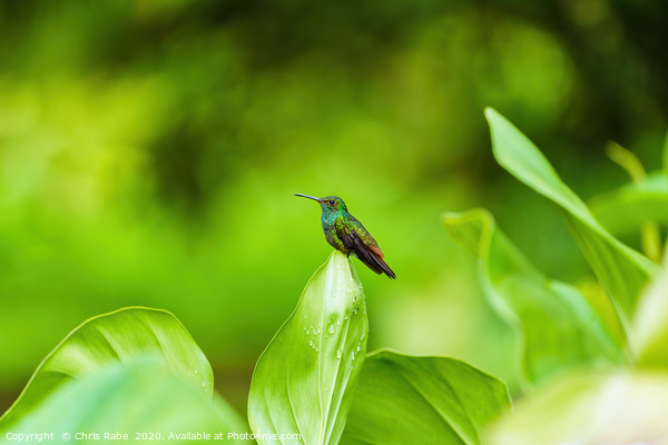 Rufous-Tailed Hummingbird Picture Board by Chris Rabe
